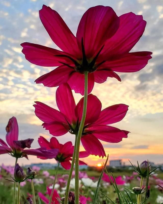  农村|等我老了，就回农村过生活