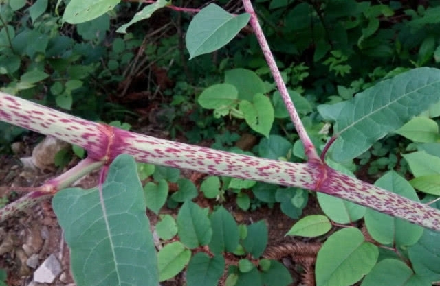 此种野草人称“川筋龙”，目前药用价值极高，你们老家还有吗？