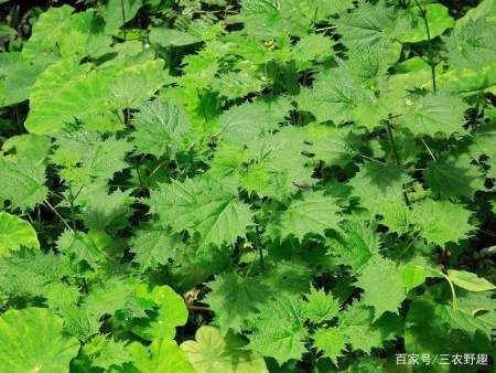  【蝎子草】农村里最厉害的野草，摸一下就像被蜂蛰，殊不知它却