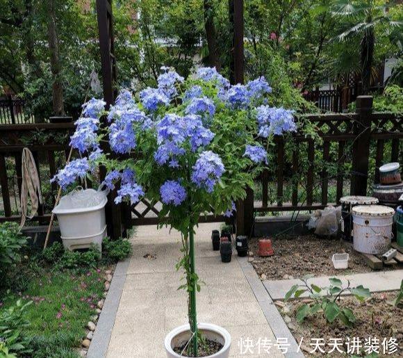  种喜光：夏天烈日太厉害，就养4种喜光花，一口气开花200天，花量巨大