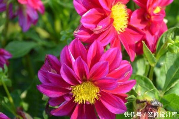 【小花】“3种小花”,爆盆快,好养活,养在家里太美了!