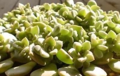  [景天科]多肉植物怎么杂交繁殖