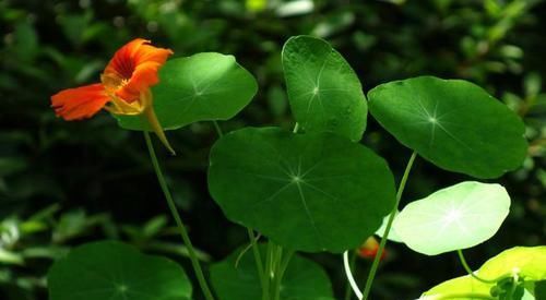 【常见】有一种莲花,不需要水,一年四季都开花,花香色艳,绿化带常见