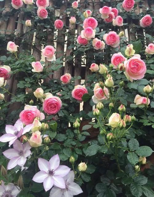  「养盆」喜欢菊花，不如养盆“珍贵名菊”汉宫秋，似美人偏偏，绚丽典雅!