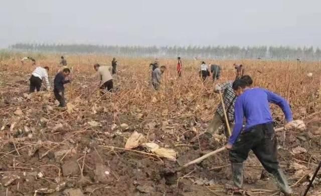  莲藕：亩产6000斤，市场一斤卖4元，6700万斤滞销，菜农急得到处