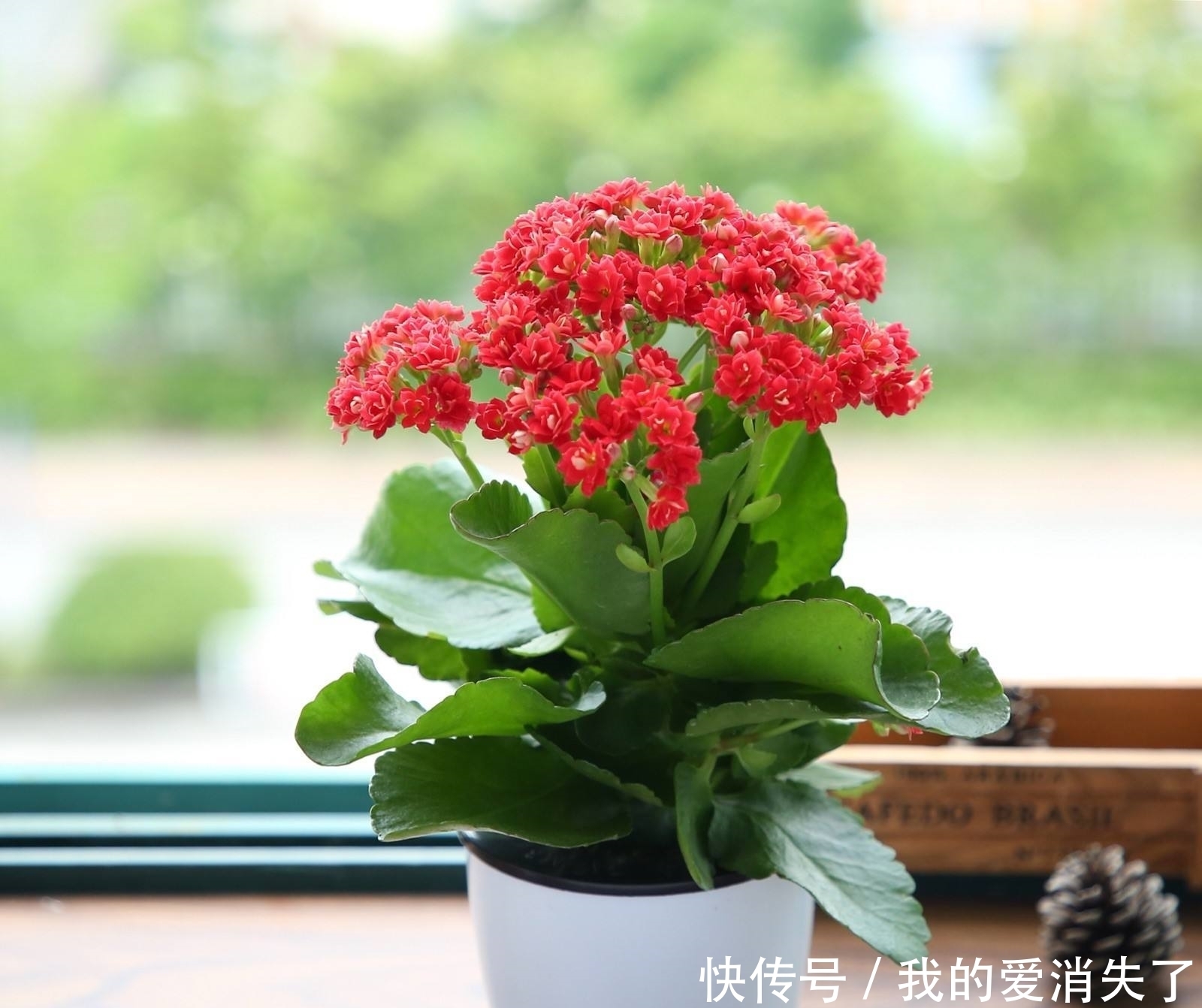 #调节室内的空气湿度#室内养植物,就养它们,好看还对空气好!