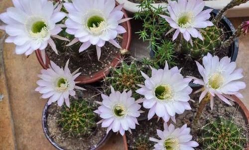  [仙人球开花]仙人球喂点“羊屎豆”，360度开花，下了10个蛋，盆盆饱满可爱
