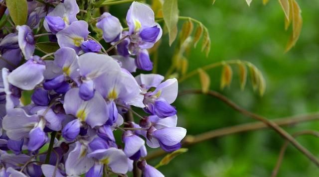  「小花」挂在空中的“梦幻小花”,开出成穗颜值高,紫藤花魅力让人抵不住