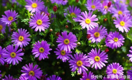  『爆成』4月就养这5款花卉，花大色艳，开花爆成花海，美观大气惹人爱
