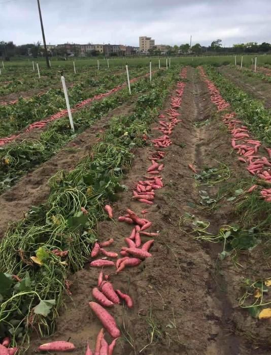  情况：往年高价不愁卖，如今70万斤遇滞销，是什么情况？