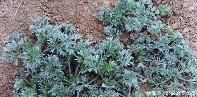 【抓紧时间】春暖花开,抓紧时间挖些白蒿野菜,尝一尝春天的味道!