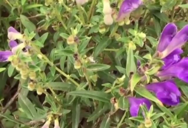  「野花」这野花生长在山上，以前被农民用来喂牛，如今却是珍贵