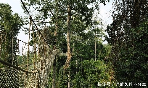 亲眼见到原始森林中的“擎天柱”，女王丈夫向世界宣传我热带雨林