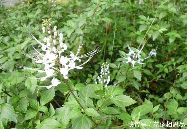 这种长了“老虎须”的野草，人称“肾宝”，最便宜的也要150一斤