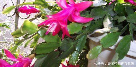  [轻松]如何养护蟹爪兰，掌握这些技巧，养护起来更加轻松