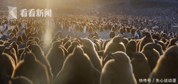 太热了!看着这样的南极 BBC摄像师心痛到落泪