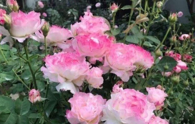 适合:4种花适合夏天养,开花爆盆花期长,香味浓郁比香水好闻