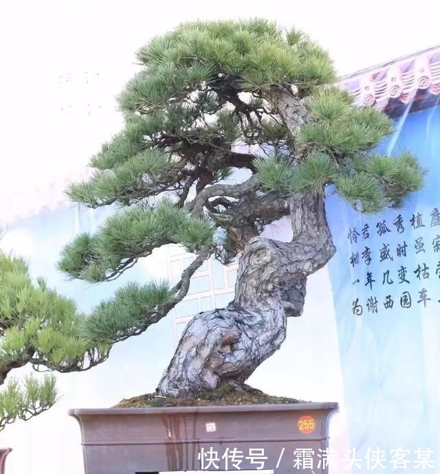  [栽种盆景]玩盆景，已成为当下追求高品质生活的一股潮流