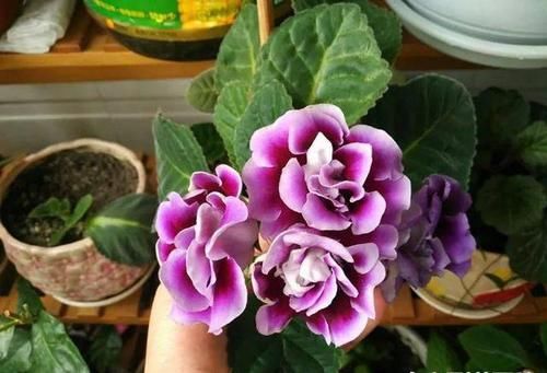  【牡丹】一种“地皮花”，比牡丹美，比月季靓，阳台养几盆，一开200天