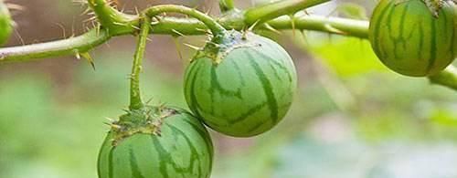  『果实』农村这种植物，果实像番茄，儿时只拿它当玩具，如今才知价值高