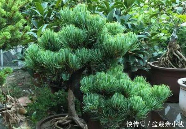  『种绿植』这3种绿植，懂花人家里都会养上几盆，越养越有“福气”！