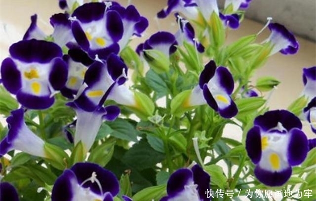 『开爆』整个夏天都可以开爆盆的5种花,随便养1棵,不费心不费力开花美