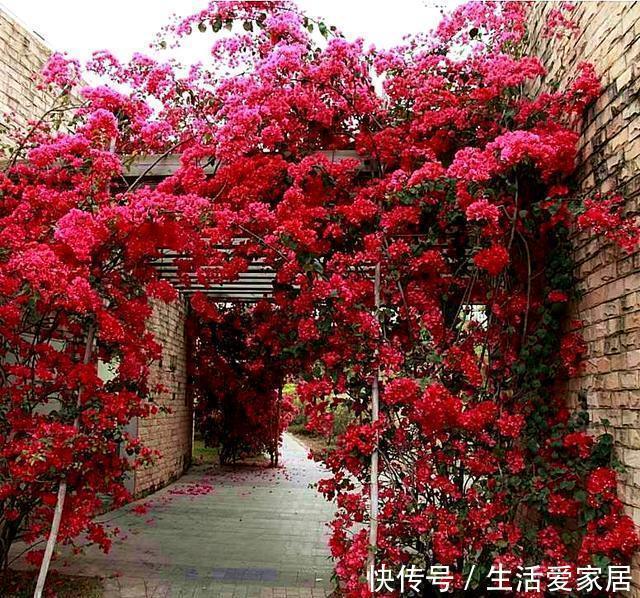  端午节|端午节前后，此花要栽2株，花开上千朵，2株长成花墙，美呆了