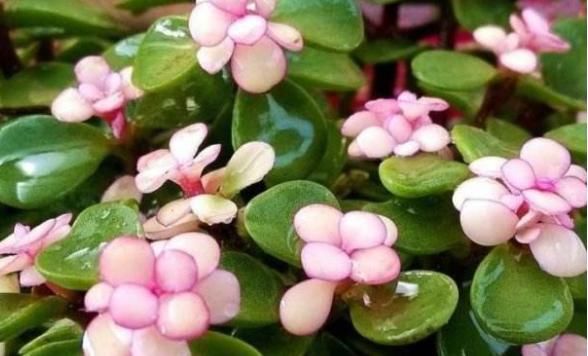  「年宵」5种“年宵花”，现在养一盆，开花一串串，充满着“仙气”