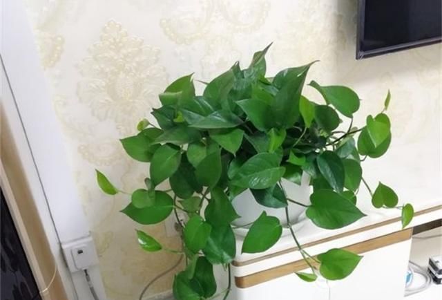  「绿水」给绿萝喝点增绿水，一个月不到，叶片就像抹了油，贼油绿