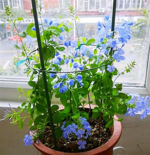  『时间是秋』买花也要看季节，买错了，养不活还浪费钱