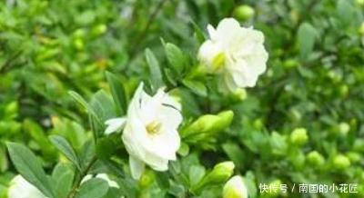 「栀子花」栀子花叶子蔫了怎么办
