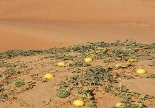 为什么说沙漠里的“玫瑰”可以捡走但“西瓜”千万不能碰?