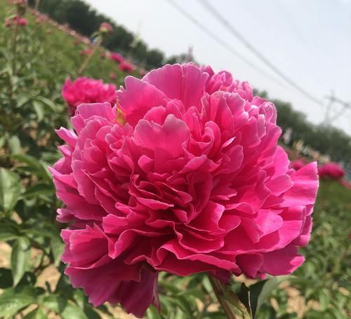  [牡丹]芍药花和牡丹傻傻分不清楚？芍药的花苞很大就是不开花怎么办呢？