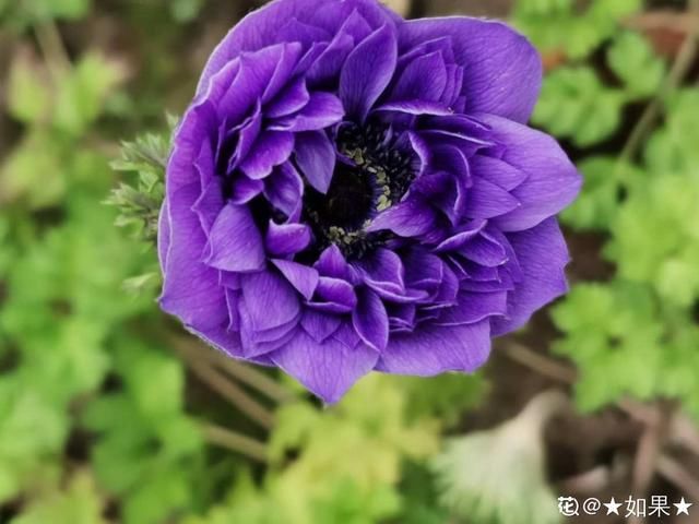 「适合」花朵娇艳的银莲花,开花比虞美人好看,适合新手养
