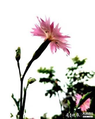 『开花』似竹非竹的石竹开花了