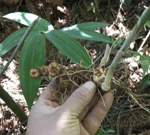  『老虎』1种杂草“块茎大”，以往称它为“老虎姜”，植株少见，还珍贵！