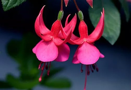  『栀子花』此7种花比百合都要香好多，还易爆盆，养在阳台瞬间变”花海“