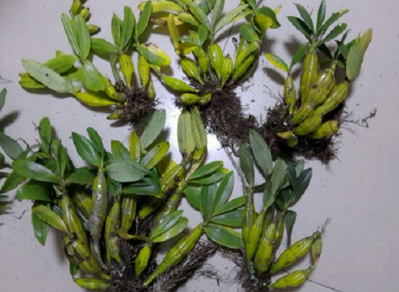  石斛@这野草名叫石斛，生长在石缝上，过去农民不重视，如今一株