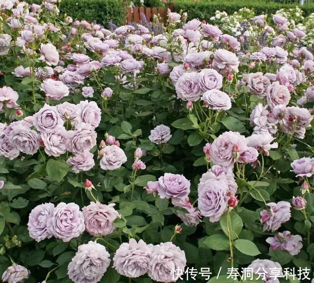 「品种」梦幻悠长,无法抗拒,月季的那抹蓝紫色美得清凉又高级!