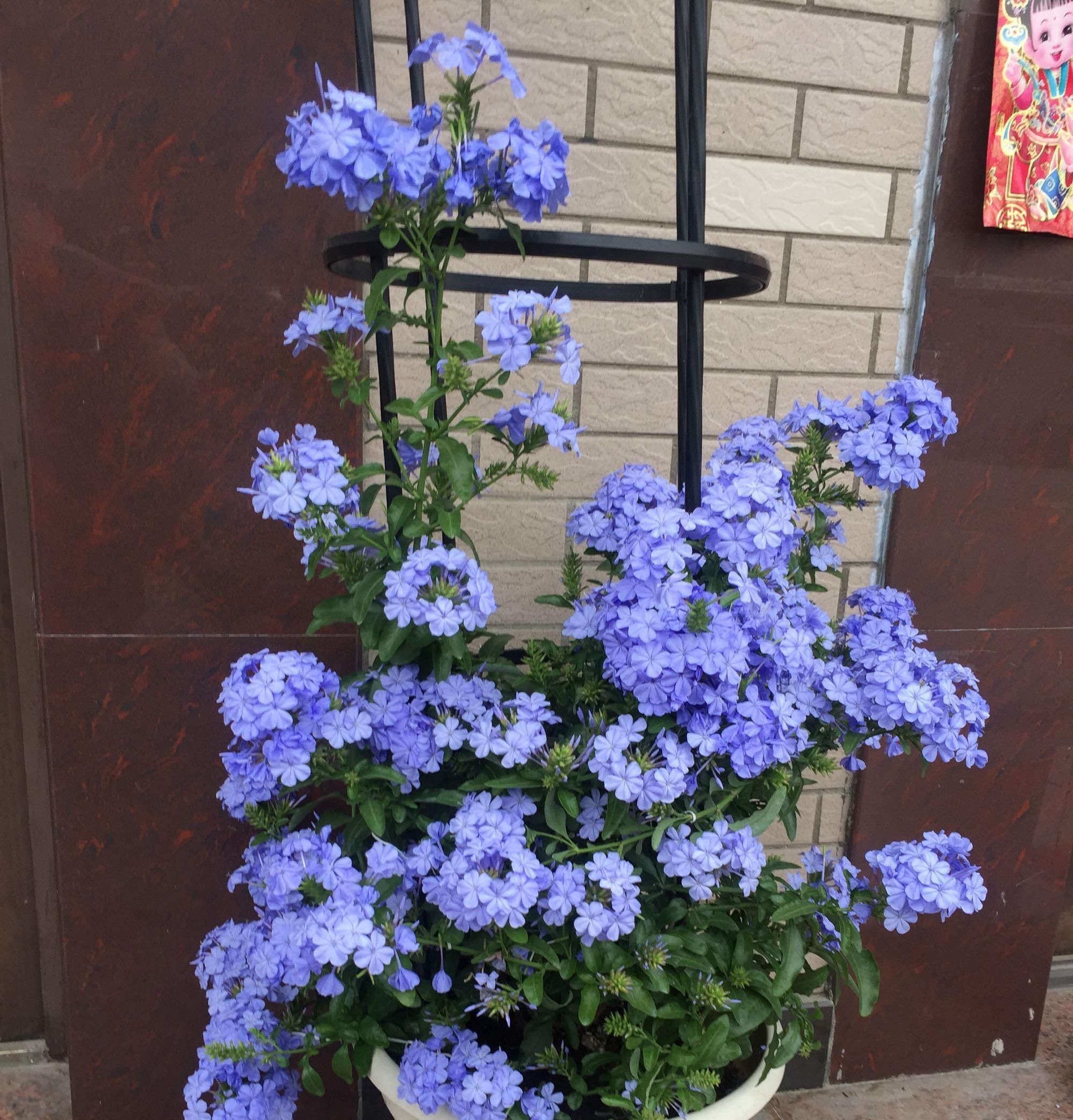 【植物】此绿植超耐热，天气越热，花开越多，花期超半年，能给你一片花海