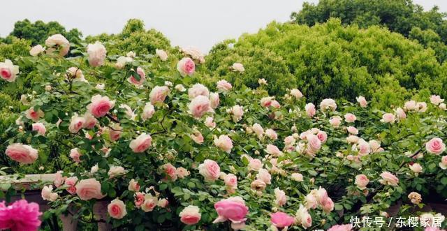 「只养」只养这1种花,就能打造绝美花园和阳台!月季品种和养护要点!