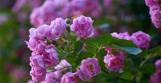  「插条」长寿月季花后赶紧剪一刀,剪完就开花,一直剪一直开!