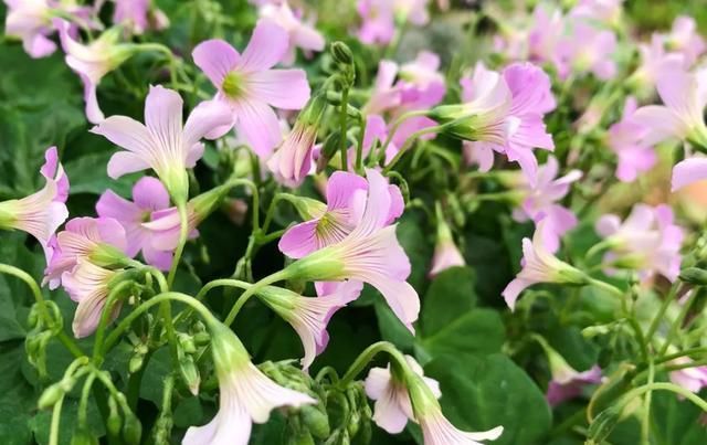  [家里]三月, 家里的植物