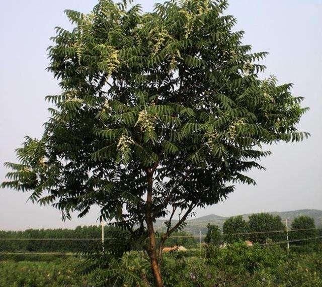  椿木■农村常见的臭椿树，为何会被人们称为“树王”，有什么样的用途？