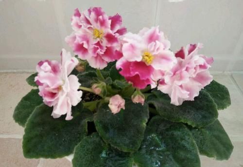  『圣保罗花』喜欢菊花，不妨养“玫瑰珍品”影星，花开幽香四溢，典雅娇贵