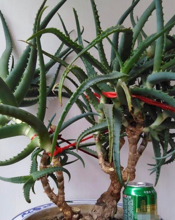 #居家#家中养花得注意:这6款植物贼适合居家盆栽,好看又好管理