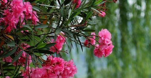  『植物』这几种花不适合养在卧室里,快看看你家有吗