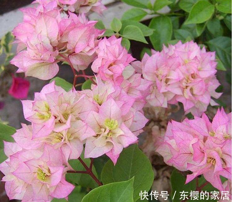 『三角梅』一养就上瘾的4种花,漂亮易爆盆,阳台变“花海”,越养越喜欢