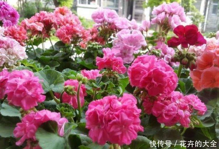  『家里』4种漂亮花，好养易活能爆盆，养家里上档次，豪宅里面最适合！