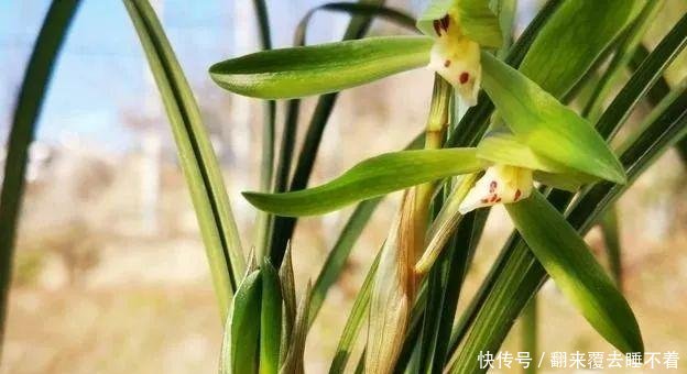 #开出#不同的兰花授粉后,第二年会开出好花吗